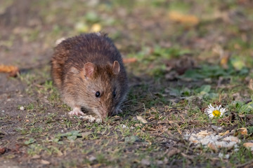 Naklejka na ściany i meble rat