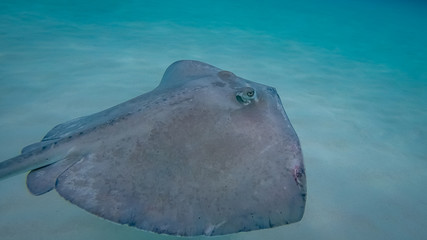 Stingray in the Grand Cayman, Cayman Islands.