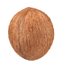 Single coconut isolated on a white background.