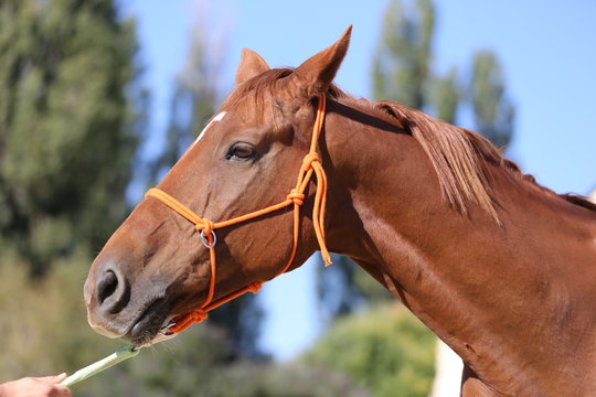 Head of a healthy sport horseduring dressage at rural equestrian center