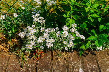 Fototapeta na wymiar Spring white flowers for decoration garden bed