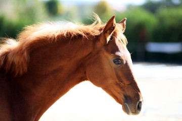 Fototapeta premium Head of a healthy sport horseduring dressage at rural equestrian center