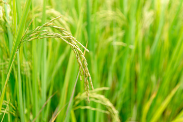 Rice field,Paddy rice with sun light at Thailand.,Nature background concept.