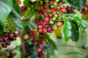 Arabicas Coffee bean on Coffee tree at Doi Chaang in Thailand, Coffee bean Single origin words class specialty.nature background,