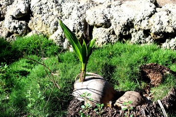 Sprounted coconut