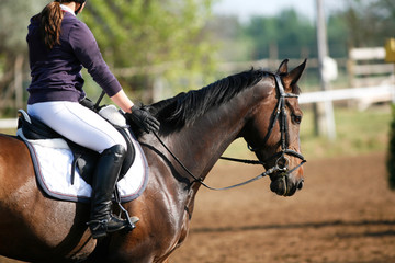 Sport horse portrait during dressage competition