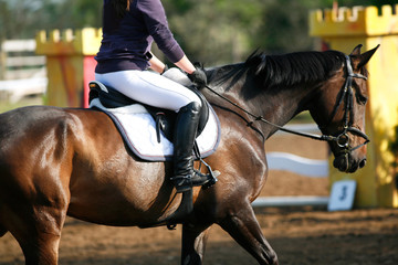 Sport horse portrait during dressage competition