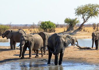 Waterhole at Nehimba with a herd of elephants taking a drink.  Hwange National Park, Zimbabwe, Southern Africa