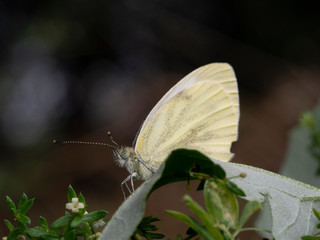 white butterfly in nature close up