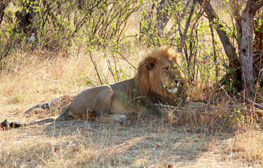 Full Bodied Male Lion resting next to a bush in Hwange National Park, Zimbabwe