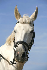 Sport horse portrait during dressage competition