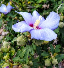 Pale blue hardy hibiscus