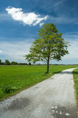 Big tree next to gravel road and cloud on blue sky