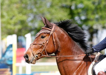 Obraz premium Sport horse portrait during dressage competition