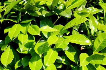 Cherry Laurel, Detail, Lush Green Leaves in Summer