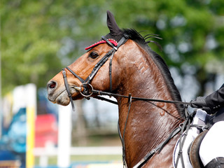 Sport horse portrait during dressage competition