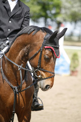 Obraz premium Sport horse portrait during dressage competition