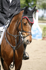 Sport horse portrait during dressage competition