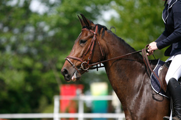 Sport horse portrait during dressage competition