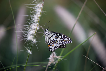 Beautiful common lime butterfly sitting on the flower plants with a nice soft background.