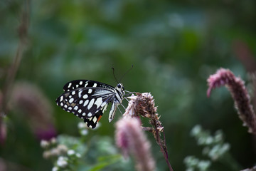 Beautiful common lime butterfly sitting on the flower plants with a nice soft background.