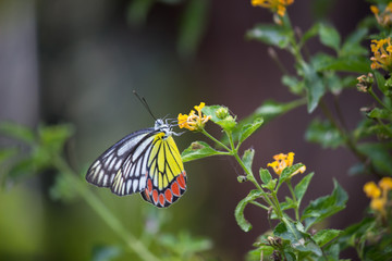 Beautiful Indian Jezebel Butterfly sitting on the flower plant in its natural habitat