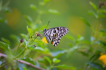 Beautiful common lime butterfly sitting on the flower plants with a nice soft background.