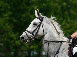 Obraz premium Sport horse portrait during dressage competition