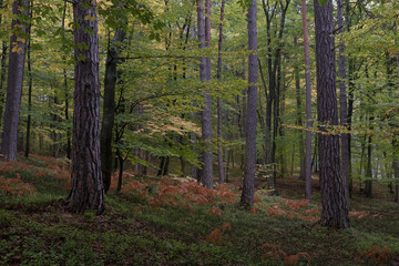 Wald im Herbst