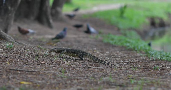 Monitor lizard creeping around a park with pigeons in the background