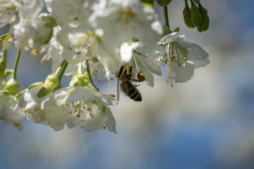 Kirschblüte