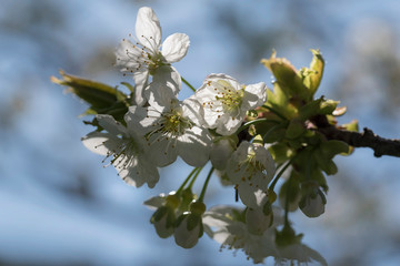 Kirschblüte