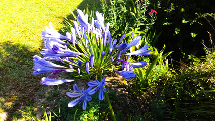 Agapanthus