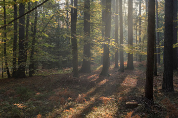 Wald im Herbst