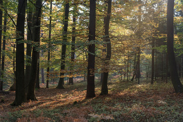 Wald im Herbst