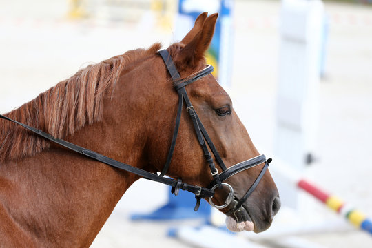 Sport horse portrait during dressage competition