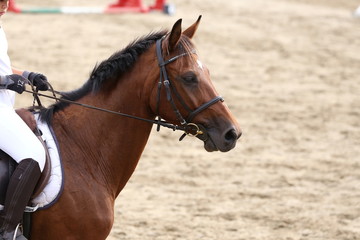 Sport horse portrait during dressage competition