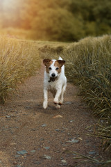DOG RUNNING WITH A FREAKING ROCK IN ITS MOUTH IN A FIELD OF WHEAT WITH SUNSET LIGHT. HAPPY JACK RUSSELL PORTRAIT.
