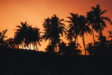 Obraz premium silhouettes of palm trees against the orange sky at sunrise