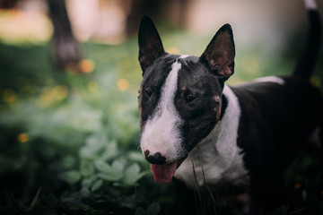 miniature bull terrier outside playing