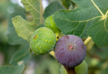 Figs covered with water drops