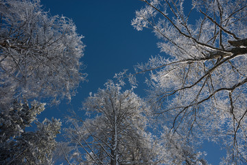 Frosted trees against blue sky bakground