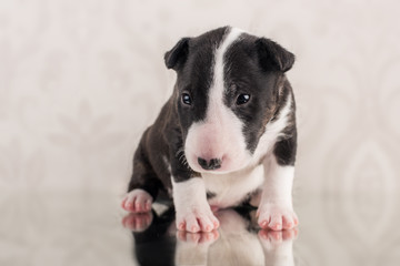 miniature bull terrier puppy studio