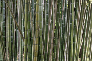 bamboo canes, botanical garden