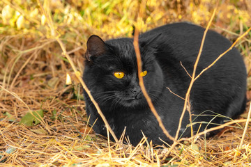 Naklejka na ściany i meble Black cat with orange eyes in the yellow grass