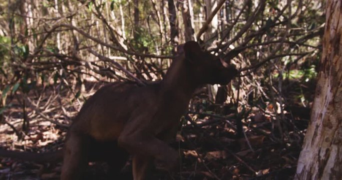 Slow motion close up, cute fossa in Madagascar