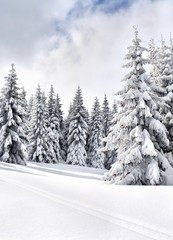 Winter landscape of mountains with path with footprints in snow following in fir forest and glade....