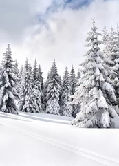Cercles muraux Hiver Winter landscape of mountains with path with footprints in snow following in fir forest and glade. Carpathian mountains