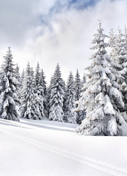 Fototapeta Winter landscape of mountains with path with footprints in snow following in fir forest and glade. Carpathian mountains