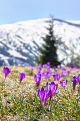 Spring landscape with of fir forest and blooming flowers violet crocuses ( Crocus heuffelianus ) on glade in mountains covered of snow. Carpathian mountains